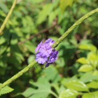 Stachytarpheta urticifolia Sims